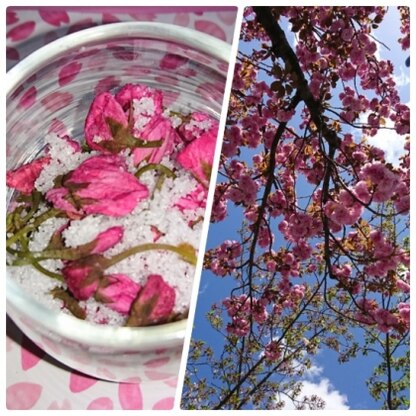 何回も桜スポットに通いピンク強い美しい八重をやっとみつけようやく完成！今年の桜は終わってしまいましたが、これでず～っと花見続けられます。
♡♡♡♡喜♡♡♡♡